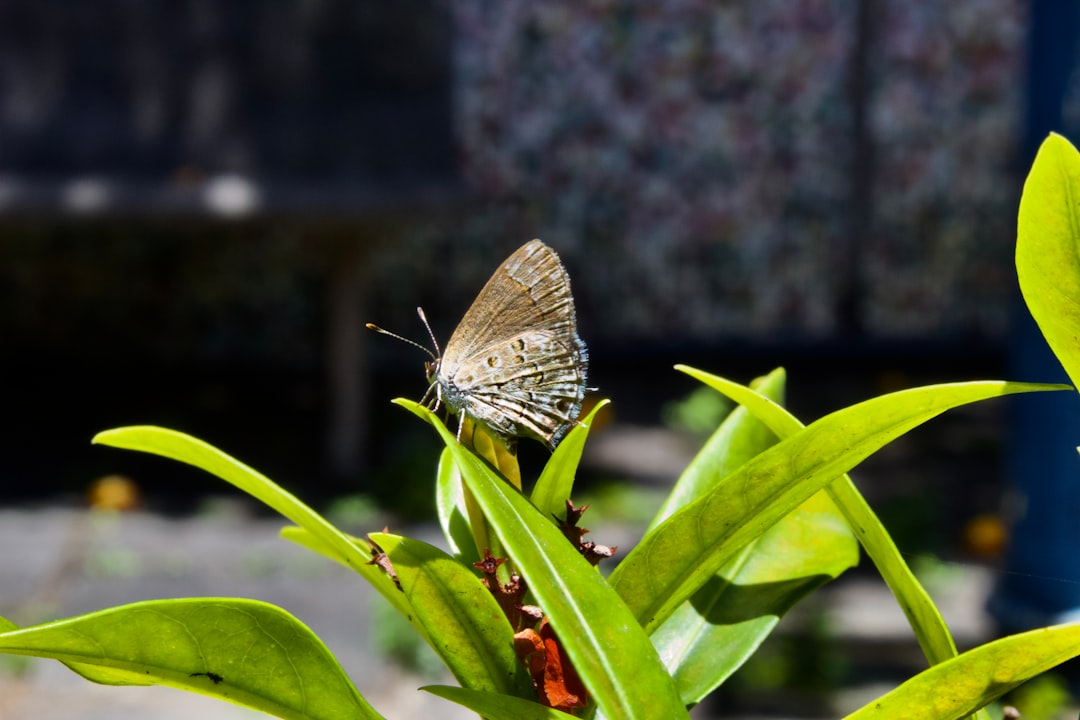 Dubai Butterfly Garden Experience – Complete Guide 2025