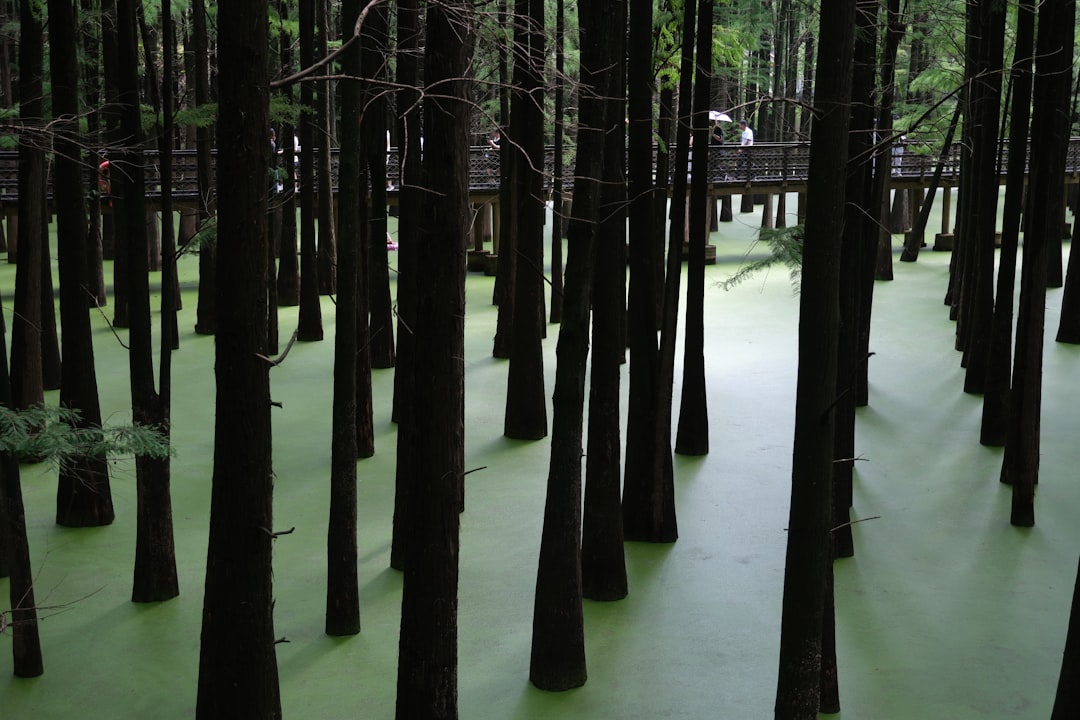 Bamboo Lagoon Thai – Experience Guide