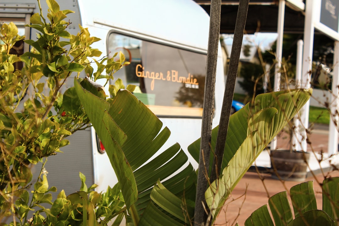 Lime Tree Cafe Dubai – Experience Guide