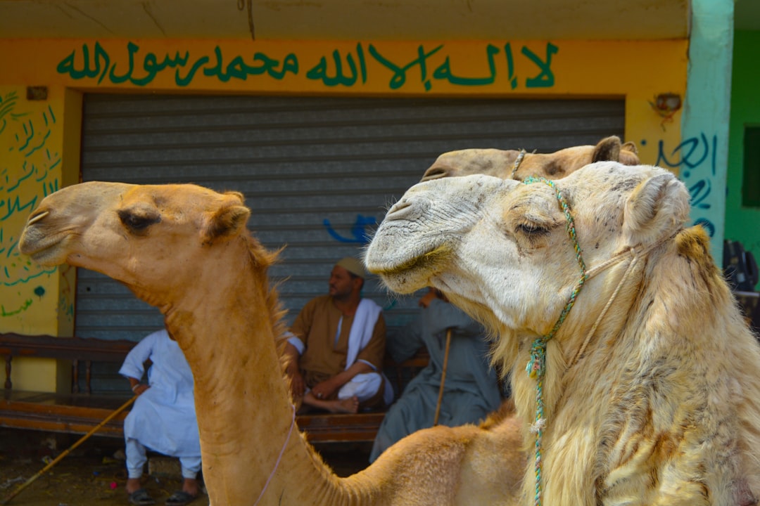 Camel Museum Dubai Heritage – Complete Guide 2025