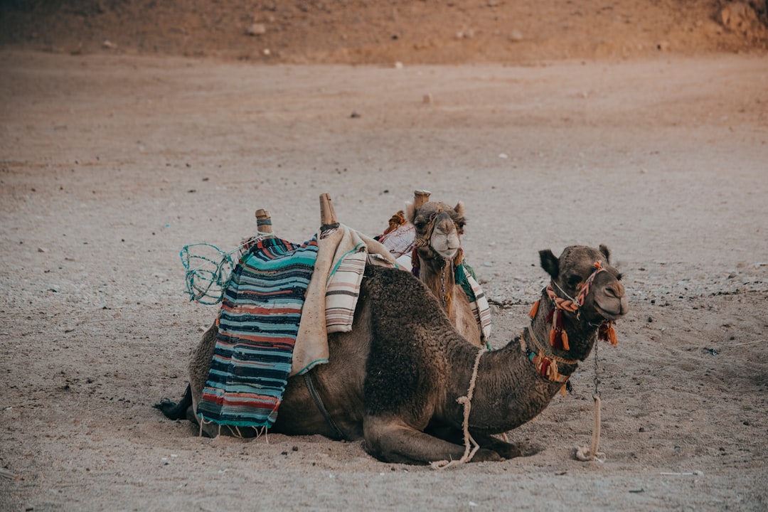 Nomad Dubai Australian Brunch – Experience Guide