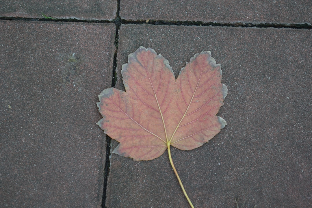 Mint Leaf Indian London – Experience Guide