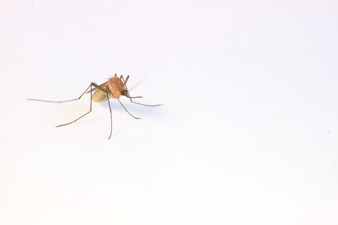 Dubai Mosquito Malaria Risk – Experience Guide