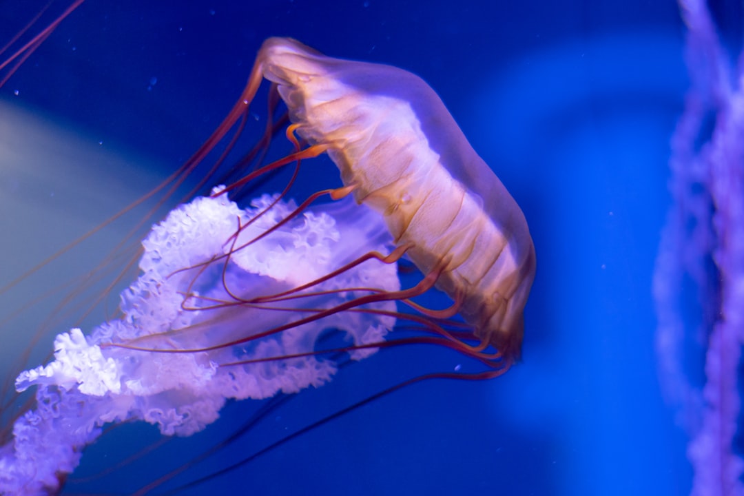 Dubai Jellyfish Stings Safety – Experience Guide