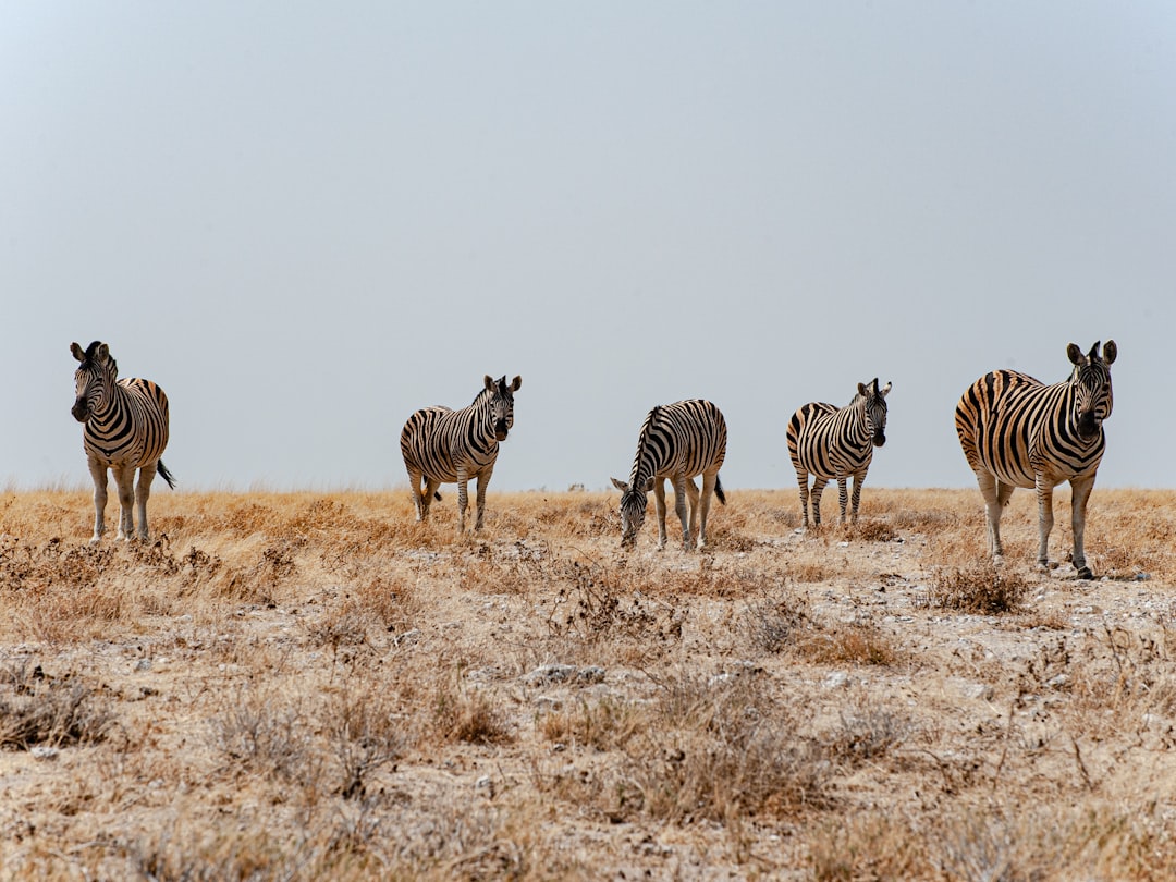 Sharjah Desert Park Wildlife – Experience Guide