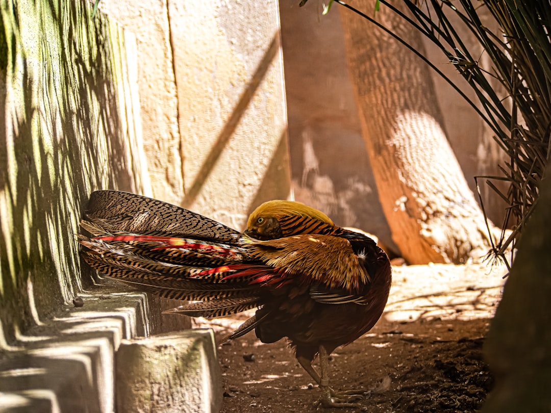 Fujairah Bullfinch Traditional – Experience Guide