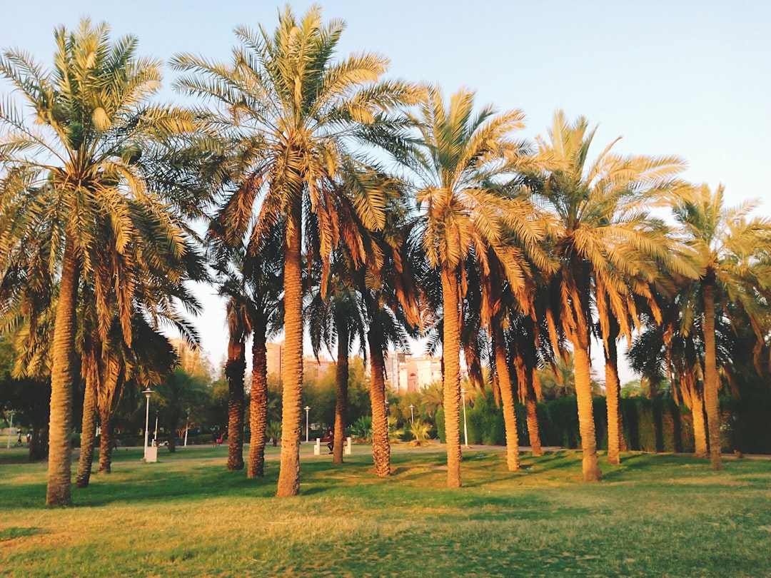 Mushrif Park Dubai Forest – Experience Guide