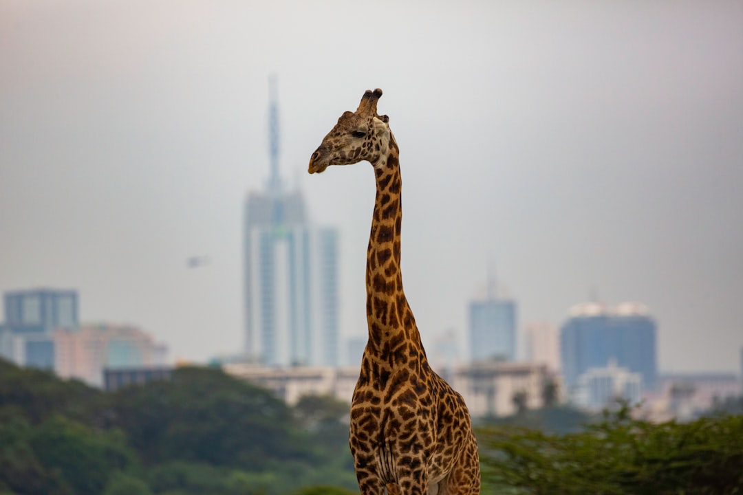 Dubai Safari Park Visa – Complete Guide 2025