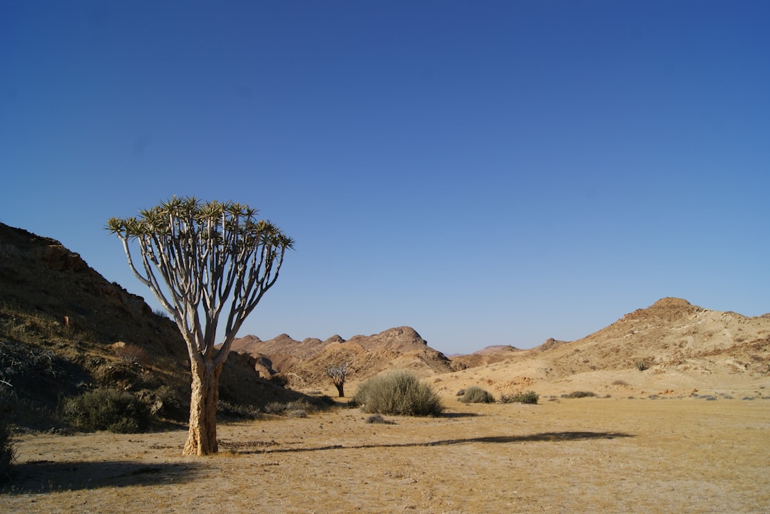Al Marmoom Desert Conservation – Experience Guide